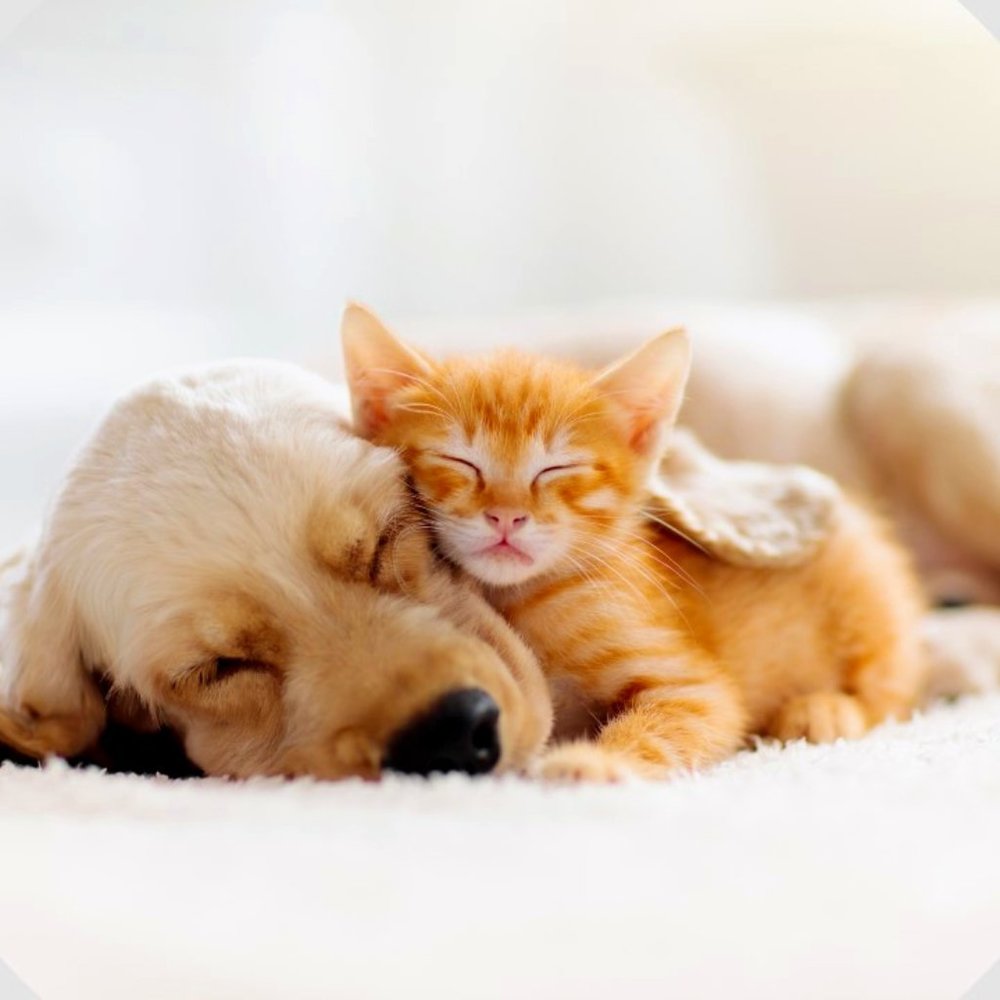 Pets!